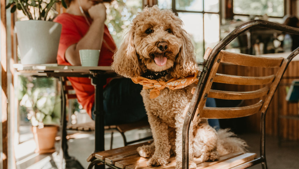 Chiens : Faut-il leur dérouler le tapis rouge au restaurant ?